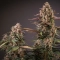 Auto Blackberry Kush®